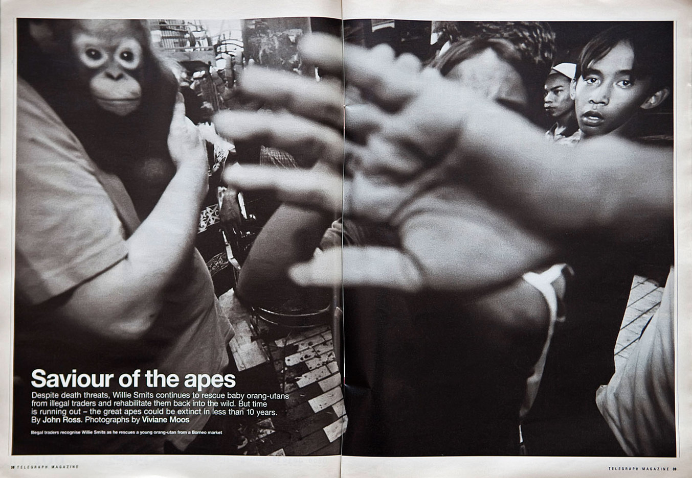 Dr. Willie Smits, saving Orangutans of Borneo. Daily Telegraph Magazine. UK : TEAR SHEETS : Viviane Moos |  Documentary Photographer