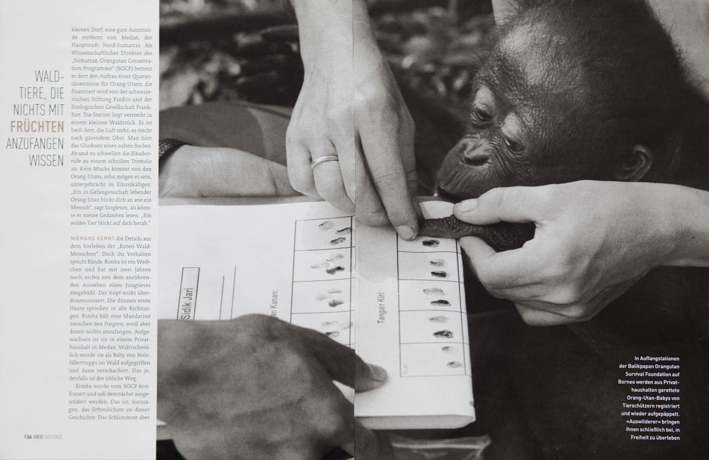 Orangutans Survival in Borneo. German Geo. : TEAR SHEETS : Viviane Moos |  Documentary Photographer