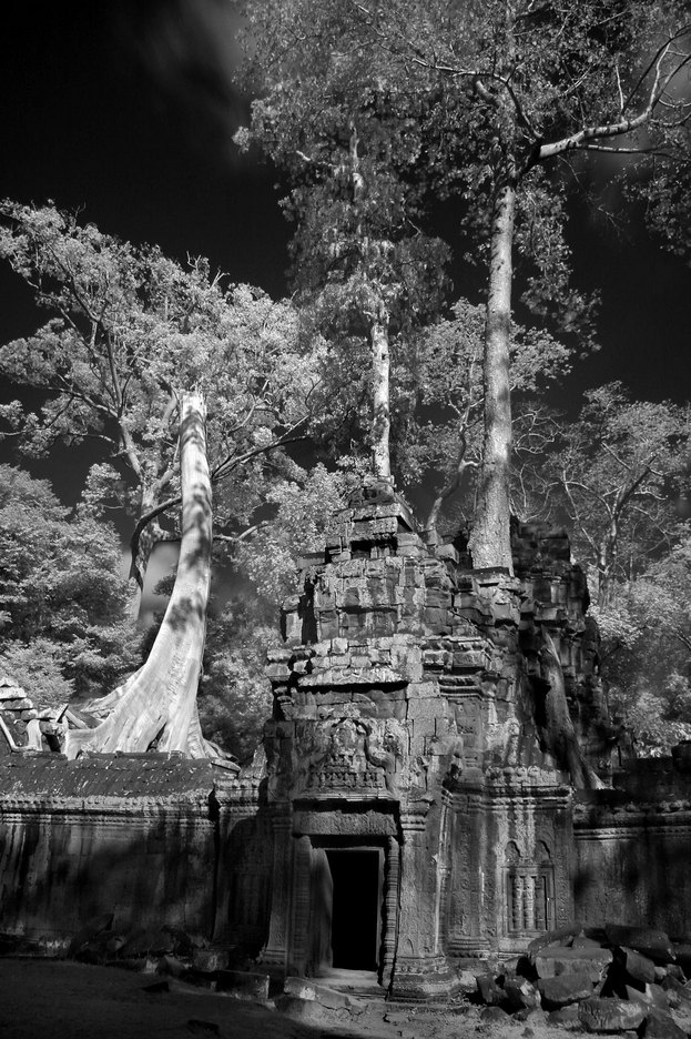  : FEATURE: The Trees of Angkor : Viviane Moos |  Documentary Photographer