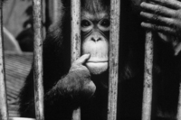 Emen suffered the loss of four fingers for stealing eggs from her owner's kitchen - © Viviane Moos