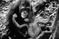 9 months old Nabima comforts new arrival Kiki, who is emotionally and physically damaged - © Viviane Moos