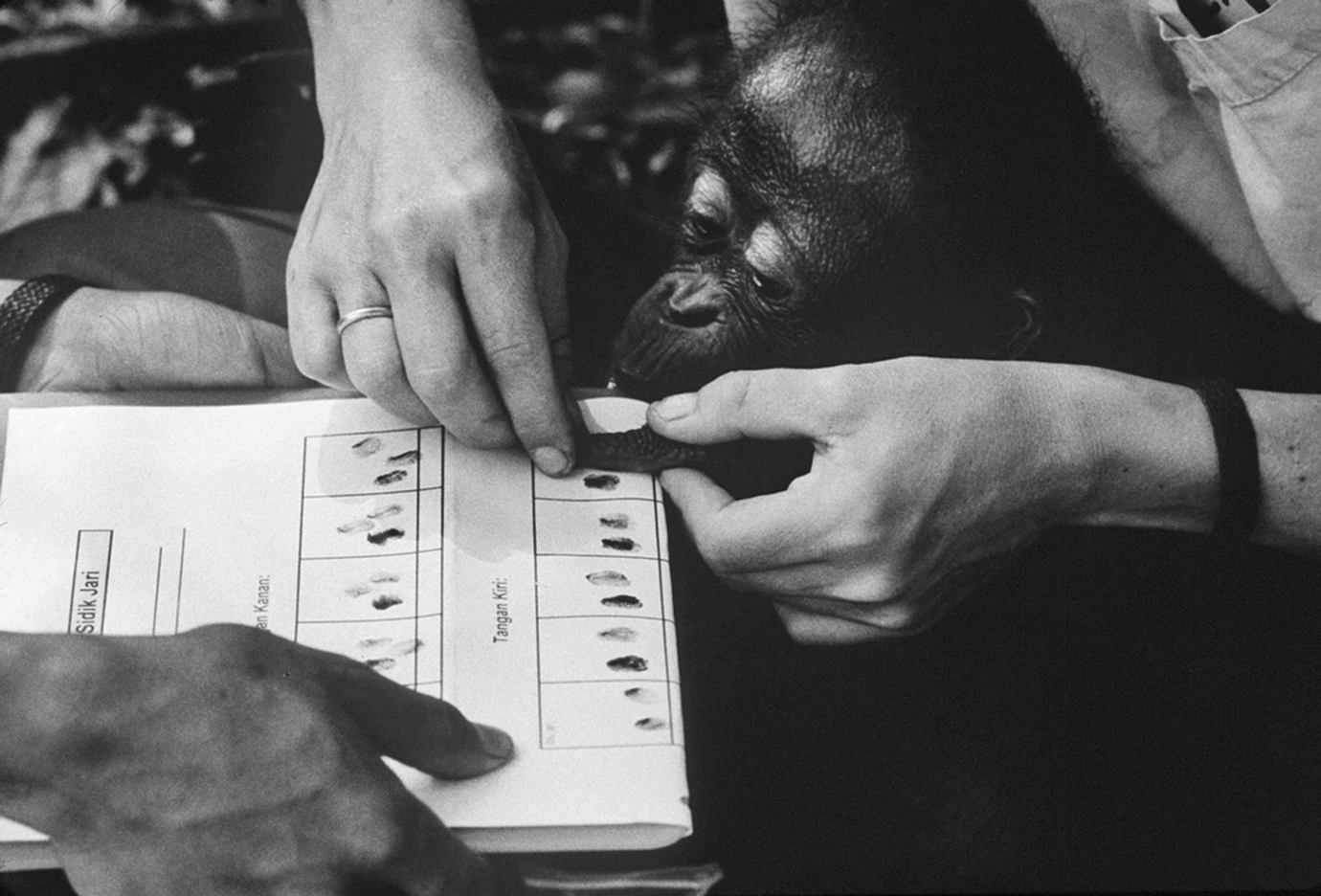 New arrival Mona gets fingerprinted for future tracking : FEATURE: Orphans of the Forrest : Viviane Moos |  Documentary Photographer