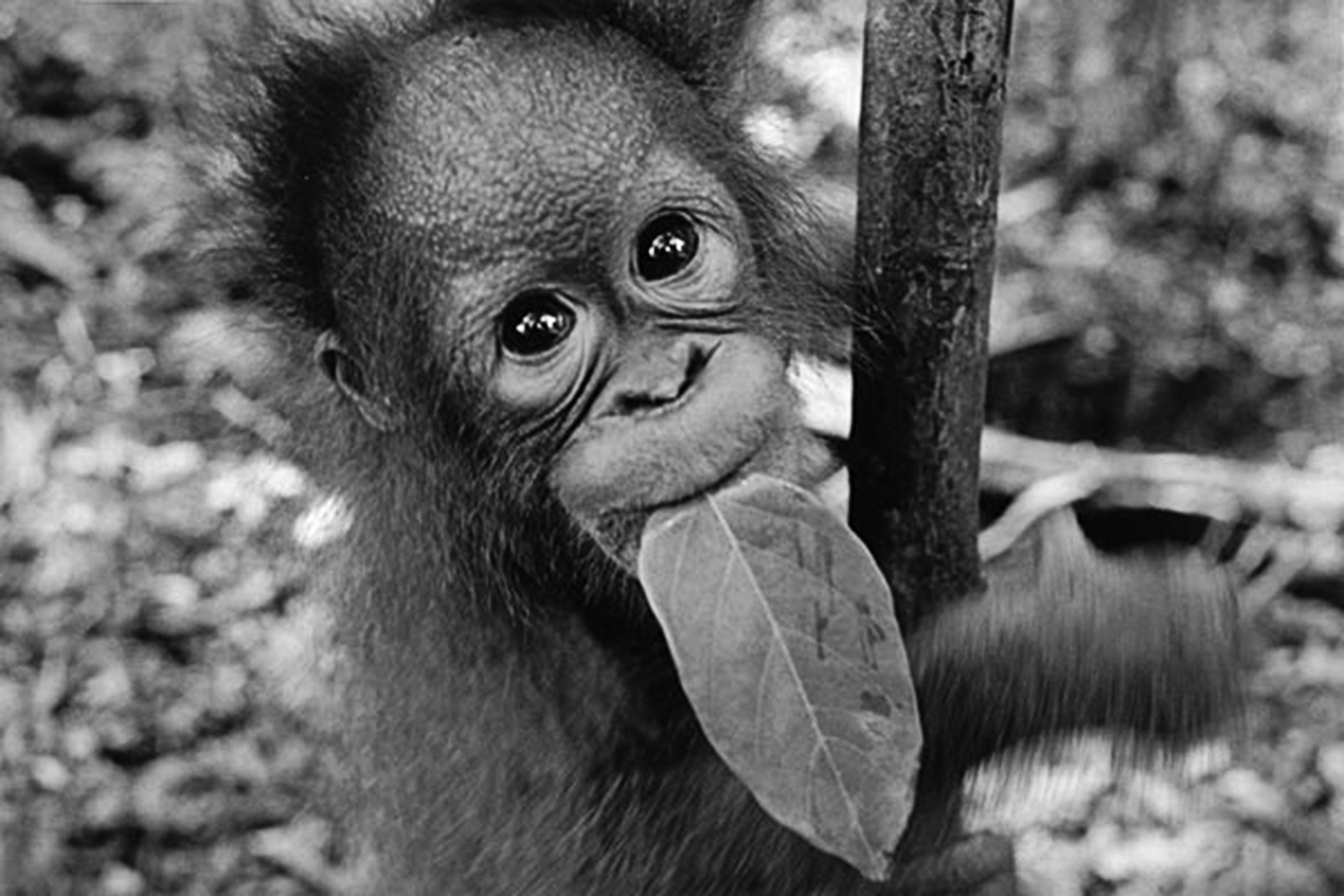 Oyoi learning to climb and which leaves are eatable : FEATURE: Orphans of the Forrest : Viviane Moos |  Documentary Photographer