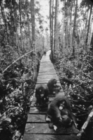 When it's raining, rescued orangutans prefer hanging out on the boardwalk to climbing wet trees - © Viviane Moos