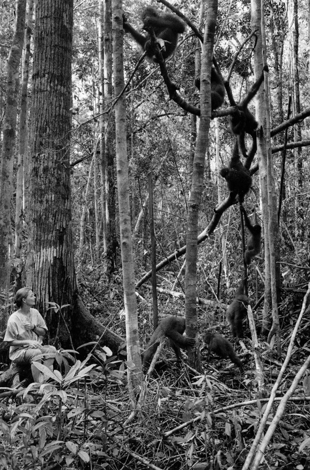 Lorne checks to see how new arrival Utung is coping : FEATURE: Orphans of the Forrest : Viviane Moos |  Documentary Photographer