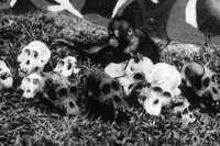 Orphaned Nian plays amidst carved orangutan skulls confiscated from local merchants - © Viviane Moos