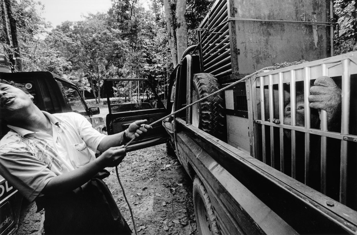 Rescue of an orangutan who was found starved and held by a restaurant owner in his back yard. : FEATURE: Orphans of the Forrest : Viviane Moos |  Documentary Photographer