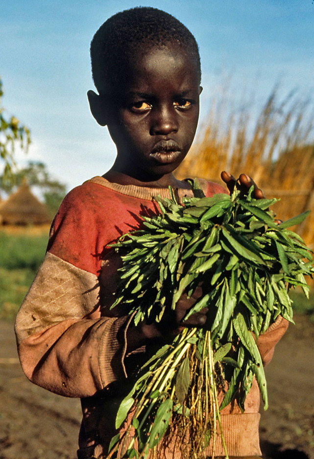  Wild grasses for his family dinner. : CRISIS : Viviane Moos |  Documentary Photographer