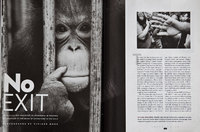 Orangutan extinction. Smithsonian Magazine, USA - © Viviane Moos