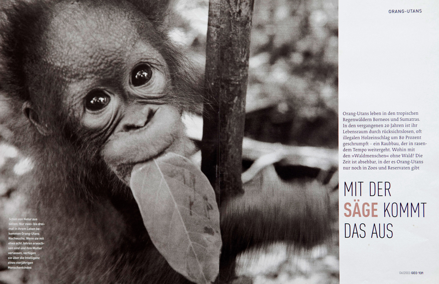 Orangutans Survival in Borneo. German Geo. : TEAR SHEETS : Viviane Moos |  Documentary Photographer