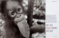 Orangutans Survival in Borneo. German Geo. - © Viviane Moos