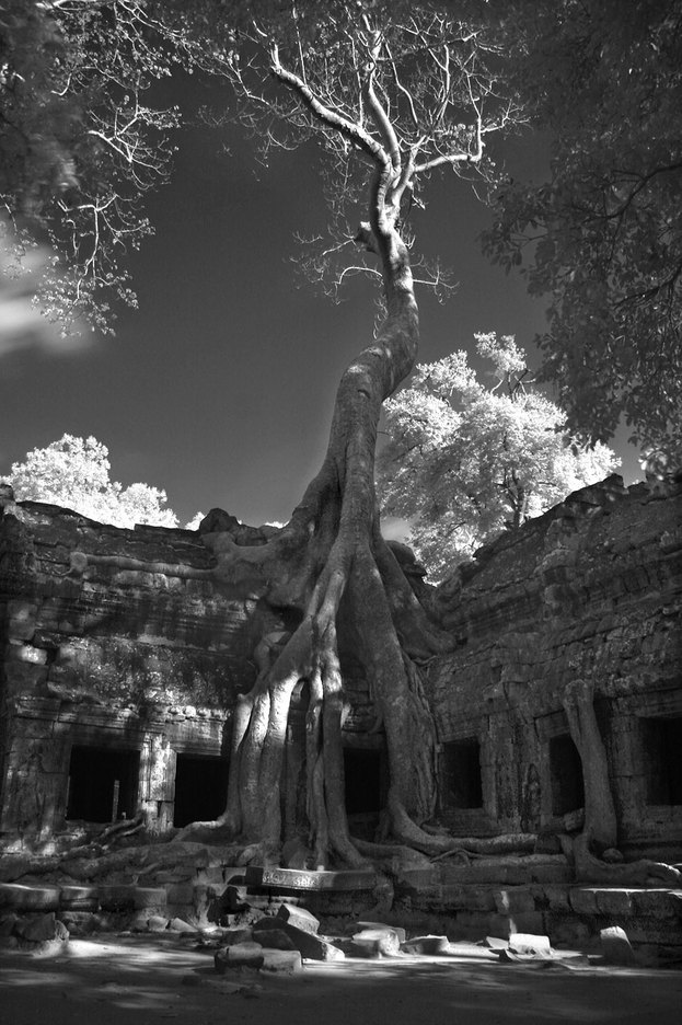  : FEATURE: The Trees of Angkor : Viviane Moos |  Documentary Photographer