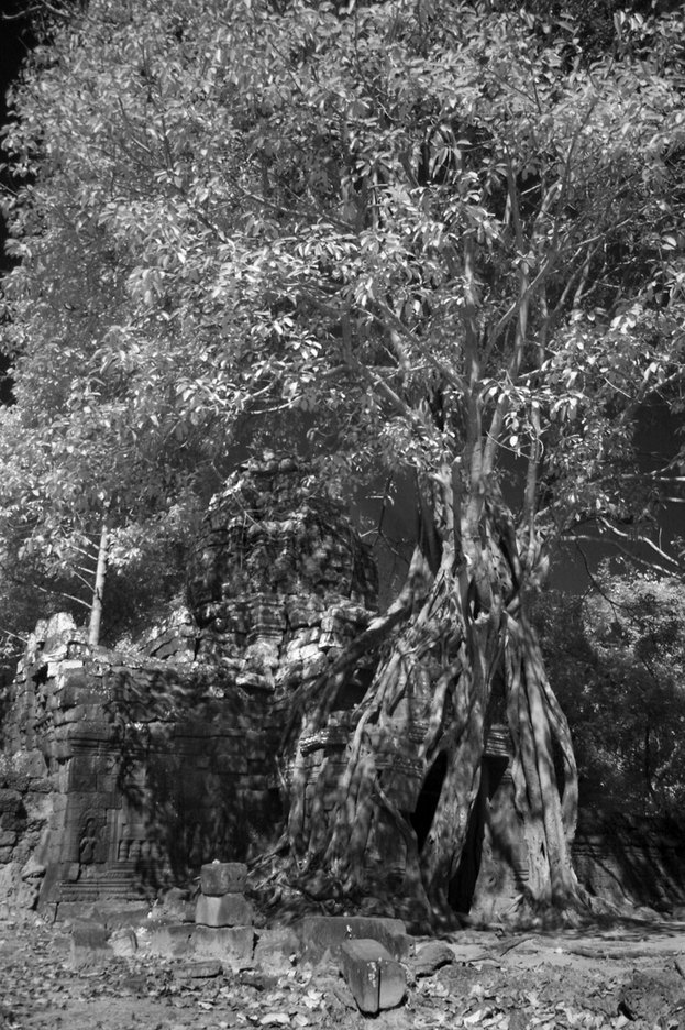  : FEATURE: The Trees of Angkor : Viviane Moos |  Documentary Photographer