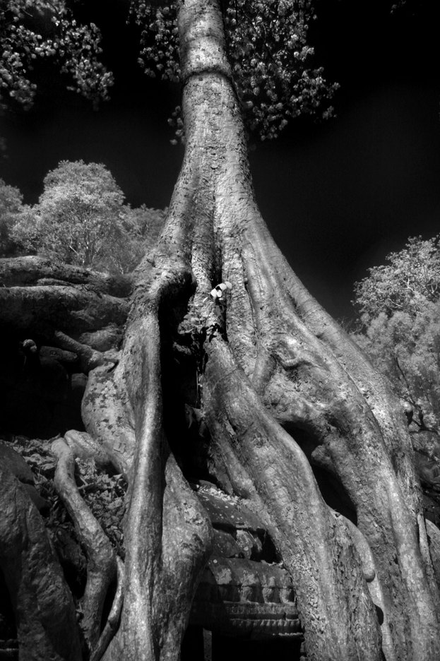  : FEATURE: The Trees of Angkor : Viviane Moos |  Documentary Photographer