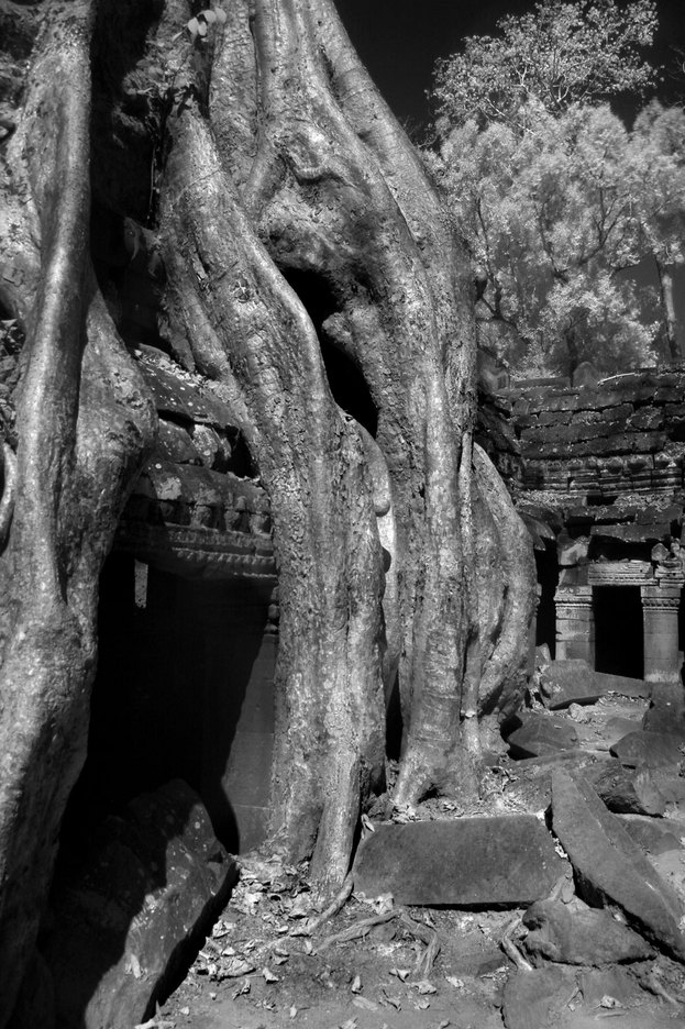  : FEATURE: The Trees of Angkor : Viviane Moos |  Documentary Photographer