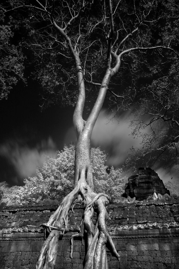  : FEATURE: The Trees of Angkor : Viviane Moos |  Documentary Photographer