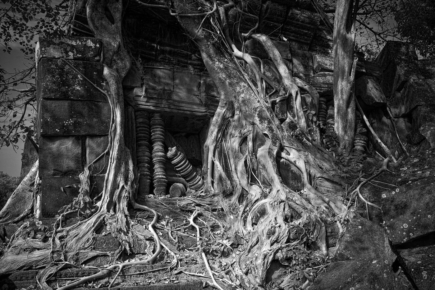  : FEATURE: The Trees of Angkor : Viviane Moos |  Documentary Photographer