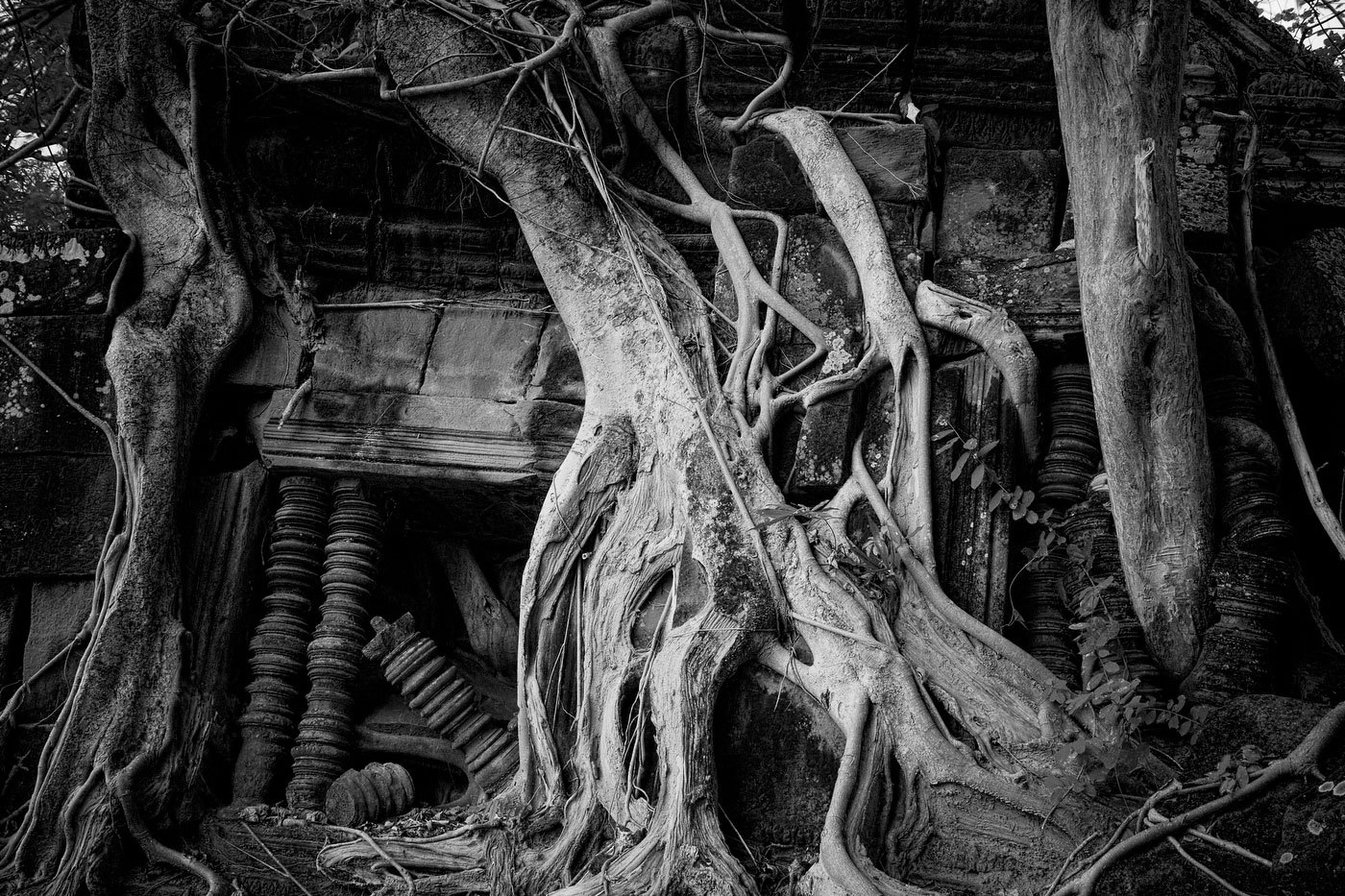 : FEATURE: The Trees of Angkor : Viviane Moos |  Documentary Photographer