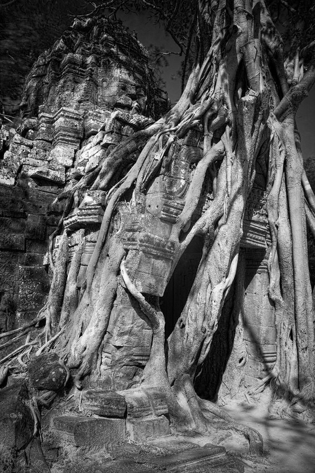  : FEATURE: The Trees of Angkor : Viviane Moos |  Documentary Photographer