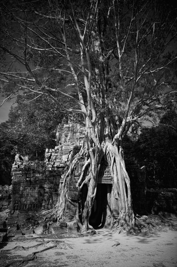  : FEATURE: The Trees of Angkor : Viviane Moos |  Documentary Photographer