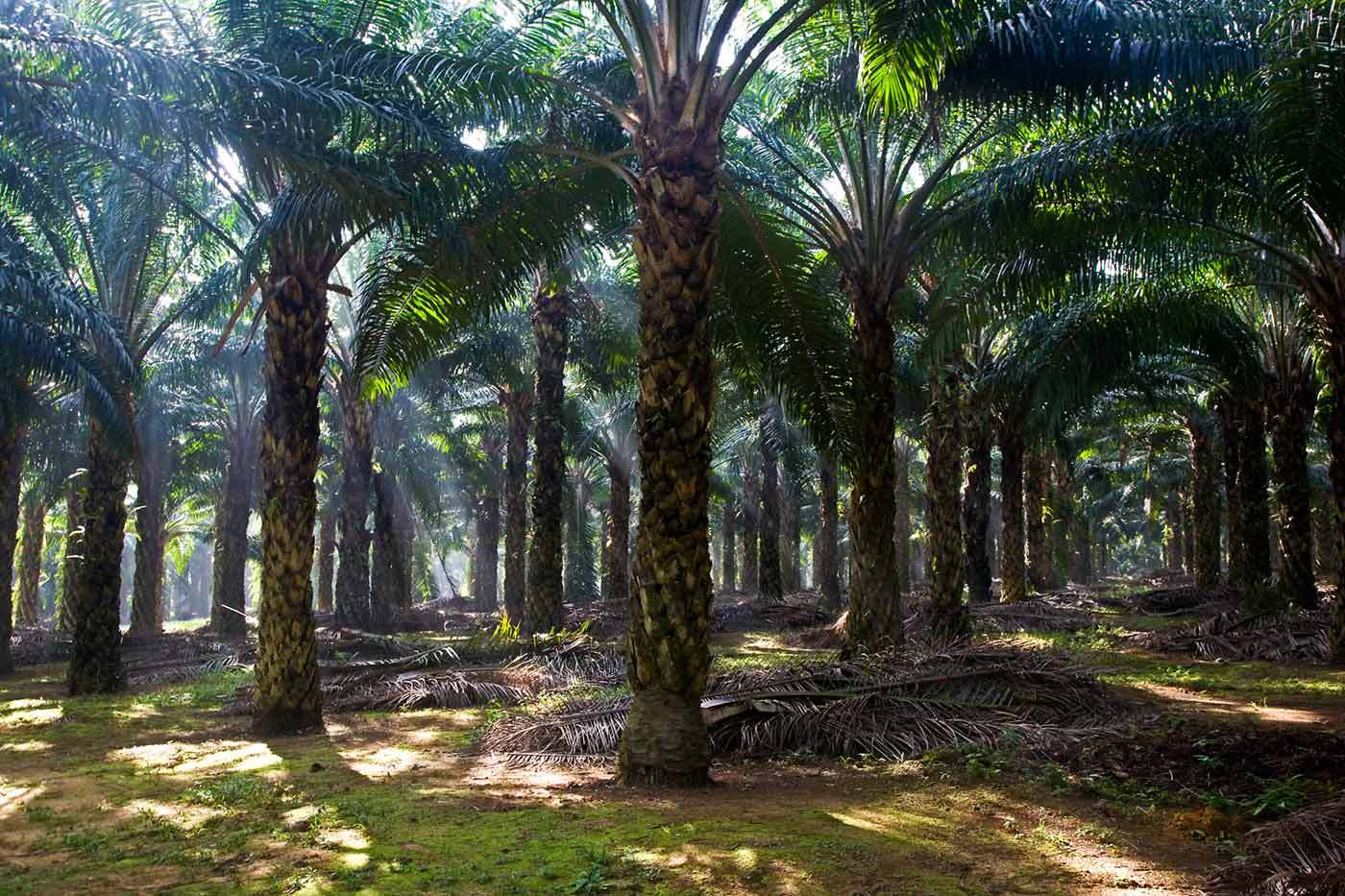 Mature Palm oil plantation  : BUSINESS & INDUSTRY : Viviane Moos |  Documentary Photographer