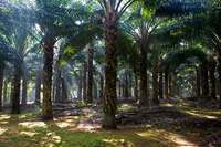 Mature Palm oil plantation  - © Viviane Moos