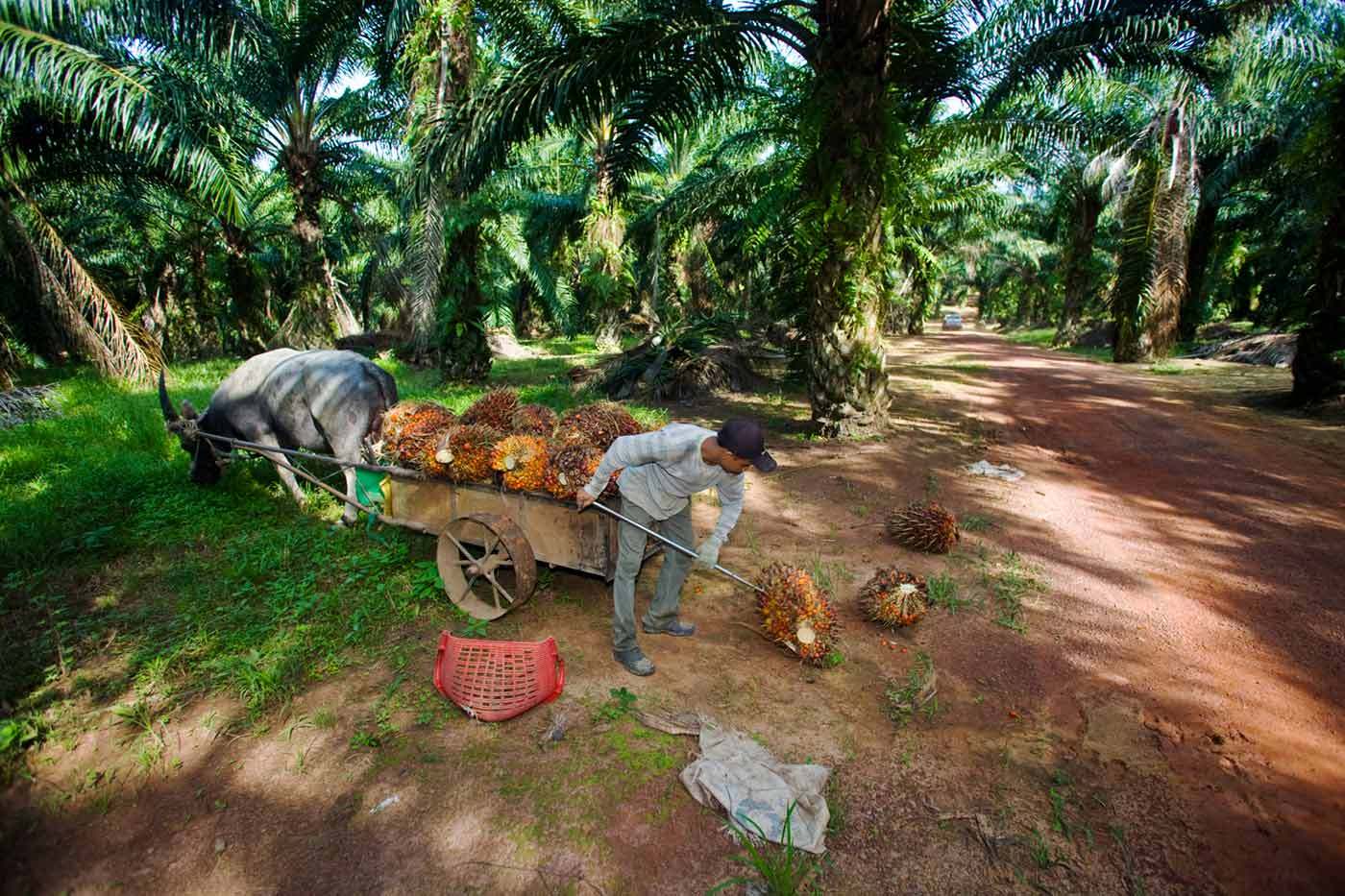 Harvesting palm oil fruit with
buffalo, environmentally responsible and economically brilliant : BUSINESS & INDUSTRY : Viviane Moos |  Documentary Photographer