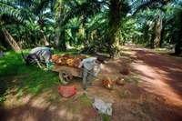 Harvesting palm oil fruit with
buffalo, environmentally responsible and economically brilliant - © Viviane Moos